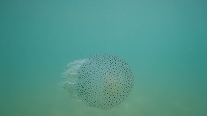 Phyllorhiza punctata, the australian spotted jellyfish, floating in translucent turquoise water, is a large jellyfish with a somewhat flattened bell covered with small dark spots