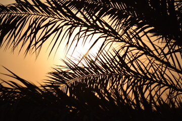 palm tree silhouette at sunset