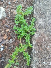 green moss on the stone