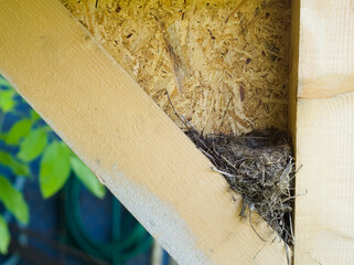 Bird Nest in Wood Structure