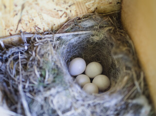 Bird Nest with Eggs