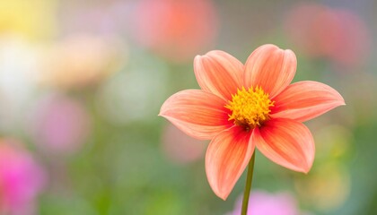 Peach-hued flower with yellow center, softly blurred background