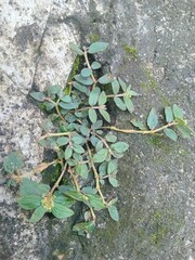 ivy on the wall