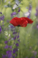 red poppy flower