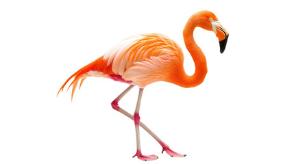 Beautiful flamingo standing on one leg Transparent background, PNG file