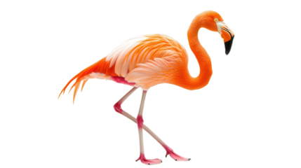 Beautiful flamingo standing on one leg Transparent background, PNG file