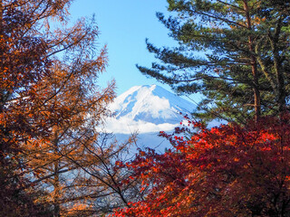 Autumn landscape with Mount Fuji and vibrant red maple leaves in full bloom