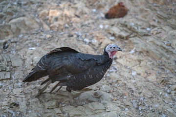 Turkeys walk and forage under bright daylight