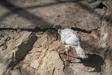 Turkeys walk and forage under bright daylight