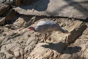 Turkeys walk and forage under bright daylight