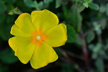 Solitary flower of Cistus lasianthus of intense yellow color