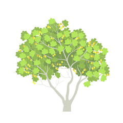 Fig tree isolated on white background. Juicy fig harvest. Fruits on tree branches. Flat vector illustration.