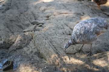 Turkeys walk and forage under bright daylight