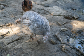 Turkeys walk and forage under bright daylight