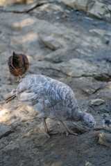 Turkeys walk and forage under bright daylight