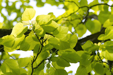 beautiful bright leaves of the trumpet tree in spring, the fresh green leaves sprout on the trumpet...