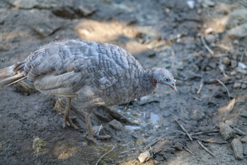 Turkeys walk and forage under bright daylight