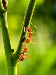 Weaver ants or Oecophylla walking on a tree branch