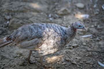 Turkeys walk and forage under bright daylight