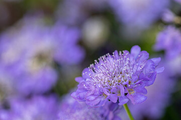 Purple scabiosa columbaria butterfly blue blooming in garden