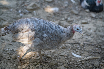 Turkeys walk and forage under bright daylight