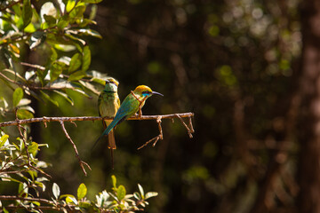 Green bee eaters, beautiful birds of sri lanka