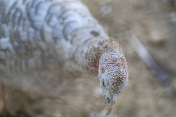 Obraz premium Turkeys walk and forage under bright daylight
