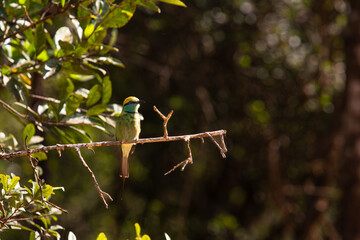 Green bee eaters, beautiful birds of sri lanka