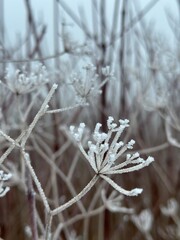 Eisblumen