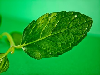 Jeden pojedynczy liść mięty makro