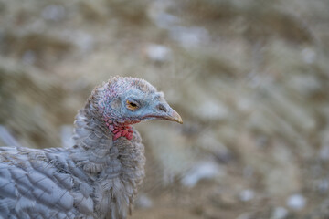 Turkeys walk and forage under bright daylight