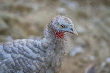 Turkeys walk and forage under bright daylight