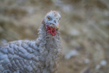 Turkeys walk and forage under bright daylight
