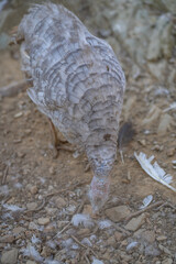 Turkeys walk and forage under bright daylight