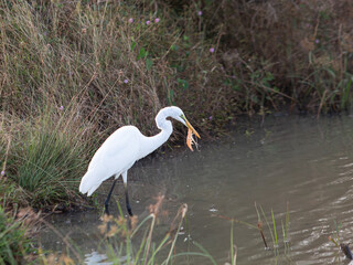 the heron caught prey in the water