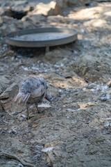 Turkeys walk and forage under bright daylight