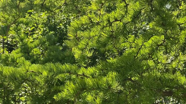 Green pine tree branches with lush needle foliage in sunlight, suitable as nature background