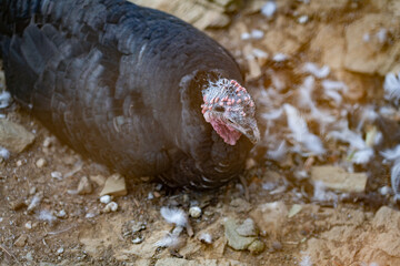 Turkeys walk and forage under bright daylight