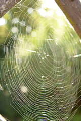 Spinnennetz in der Sonne