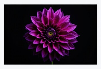 Vibrant purple dahlia blooms boldly against a dark backdrop, showcasing nature's intricate artistry and beauty in petals