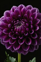 Blooming beauty in deep purple showcases intricate petals against a dark backdrop