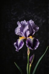 Vibrant purple iris blooms against a dark backdrop showcasing its delicate beauty and intricate details in a serene moment of nature