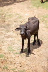 carabao, asian buffalo in the wild