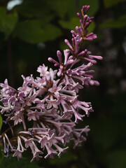 flowers of a lilac