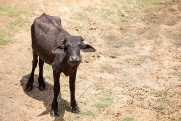 carabao, asian buffalo in the wild