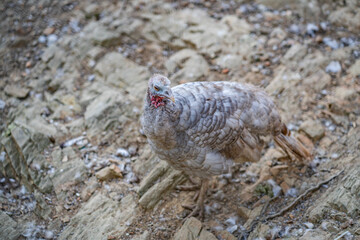 Turkeys walk and forage under bright daylight