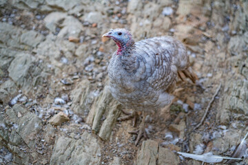 Turkeys walk and forage under bright daylight