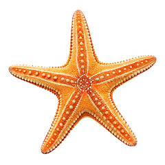 starfish isolated on white background