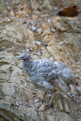Turkeys walk and forage under bright daylight