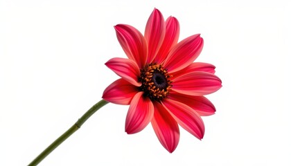 isolated flower on a white background, in a minimalist style, with simple contours, no shadow, pure setup, high resolution